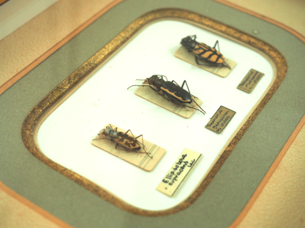 cadre scarabées entomologie lucinevintage
